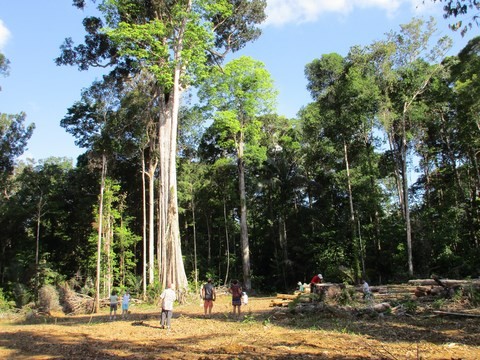 dans la foret foret guyane